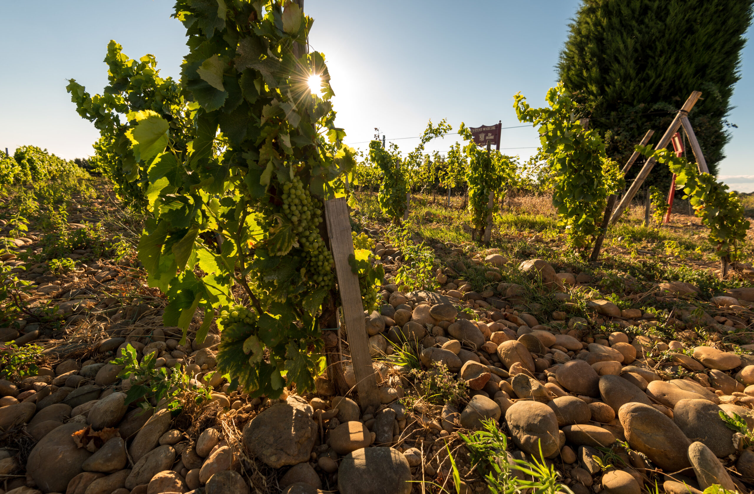 BBS Wine Importers logo